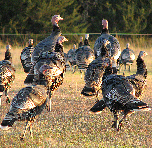 Wild Turkeys