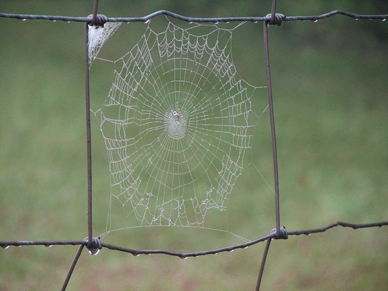 fenceweb.jpg