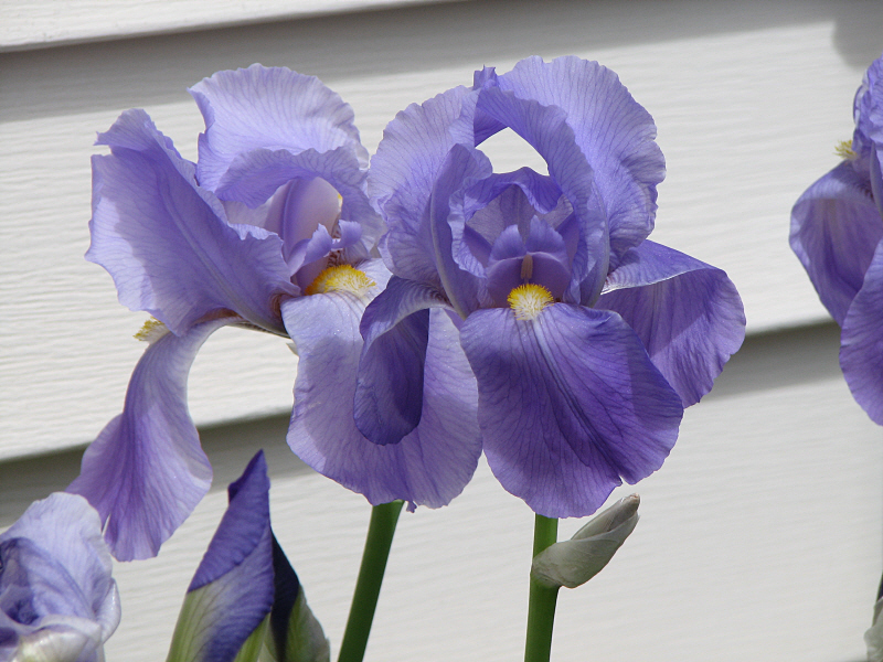 iris01.jpg