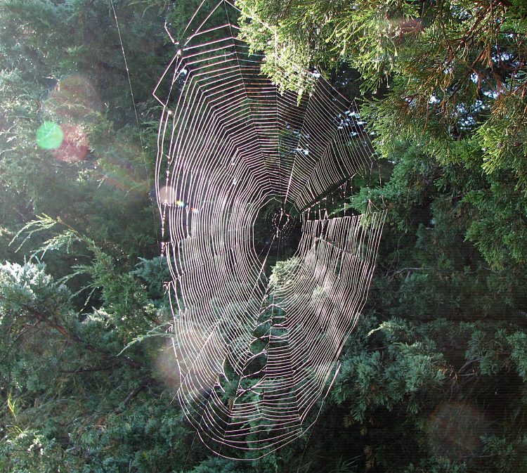 spiderweb.jpg